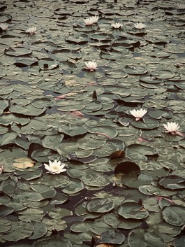 Niels Franke Photography