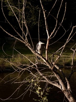 Niels Franke Photography