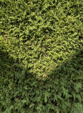 Niels Franke Photography