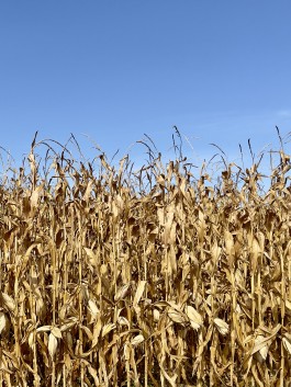 Niels Franke Photography