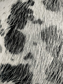 Niels Franke Photography